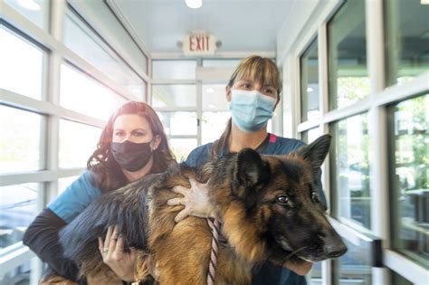 penn foser|penn foster veterinary technician program.